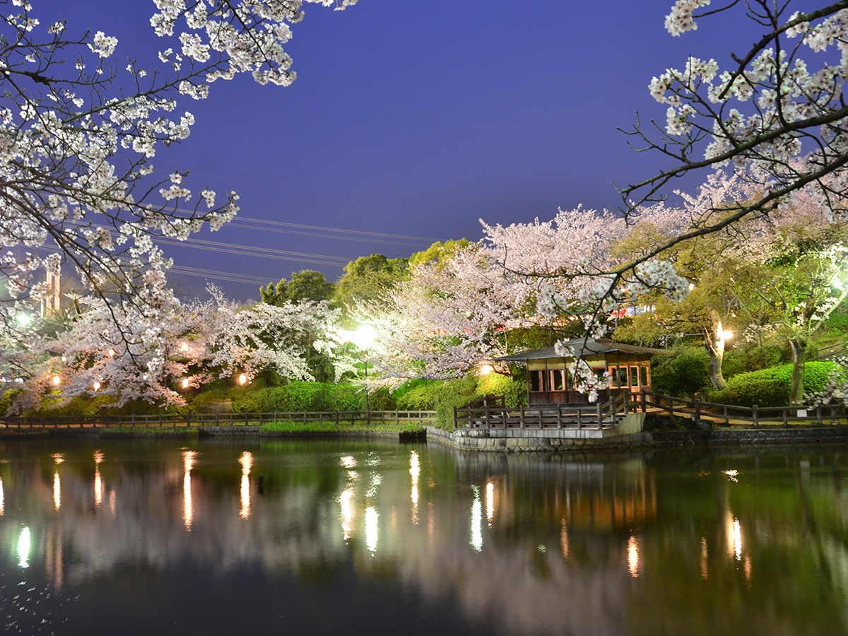 Kariya Cherry Blossom Festival (Kijo Park)