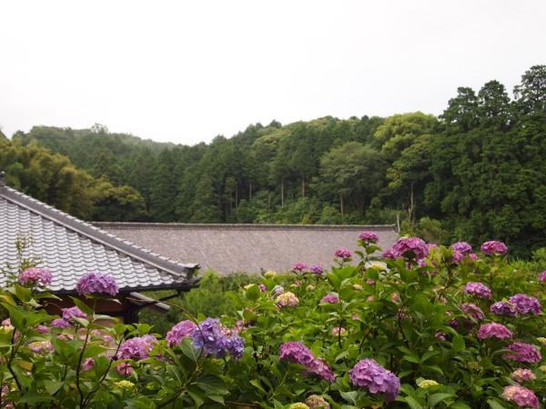 本光寺紫阳花节