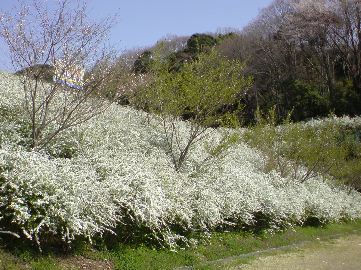 樱花珍珠花节