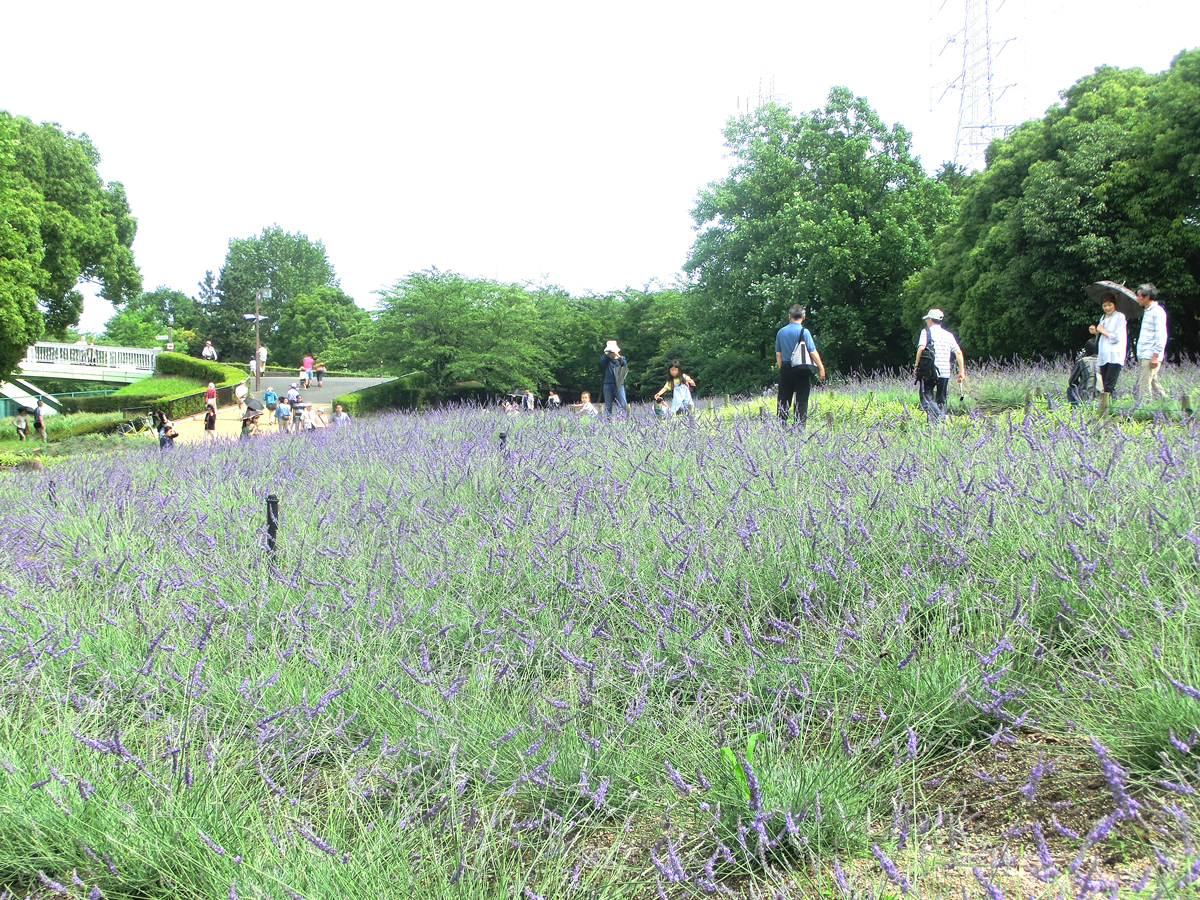 Arakogawa Park Lavender Fair