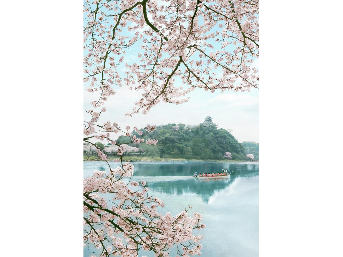 เรือท่องเที่ยวปราสาทอินุยามะในฤดูใบไม้ผลิ