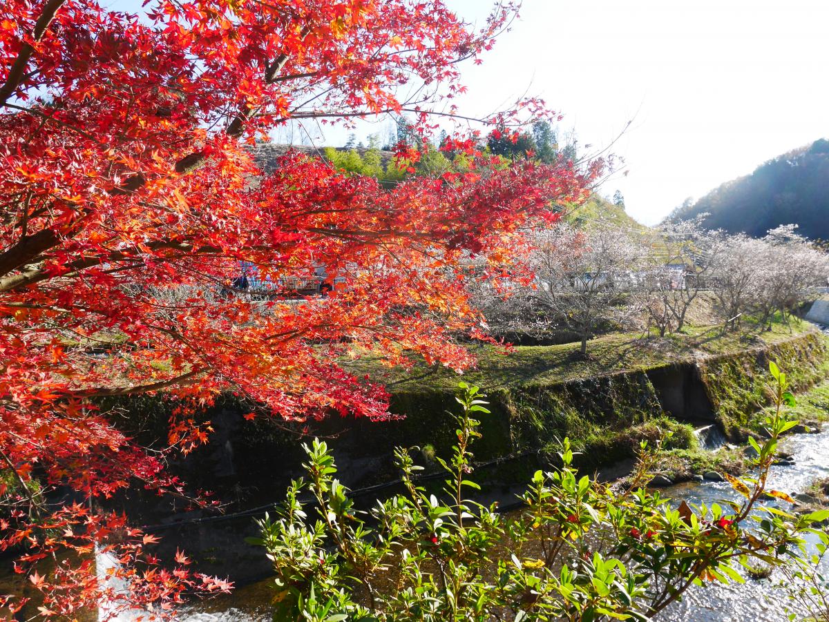 Obara Shikizakura Four-Season Cherry Blossom Festival