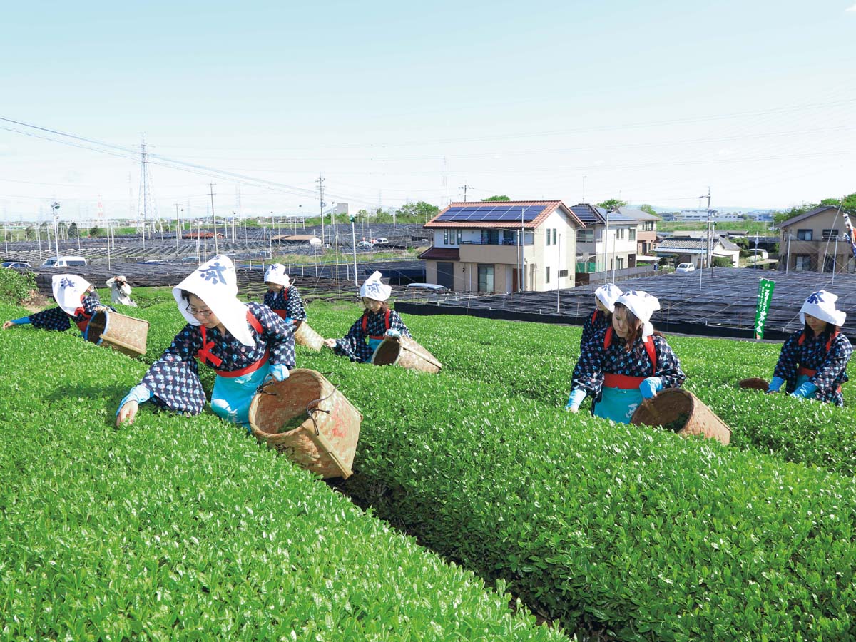 采新茶体验和抹茶工厂参观[事前预约制] 