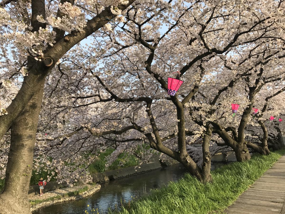 岩倉櫻花節