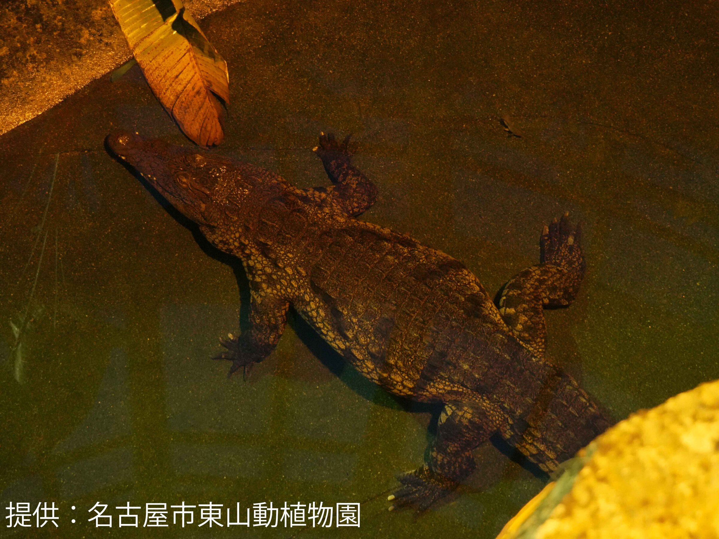 Night Zoo