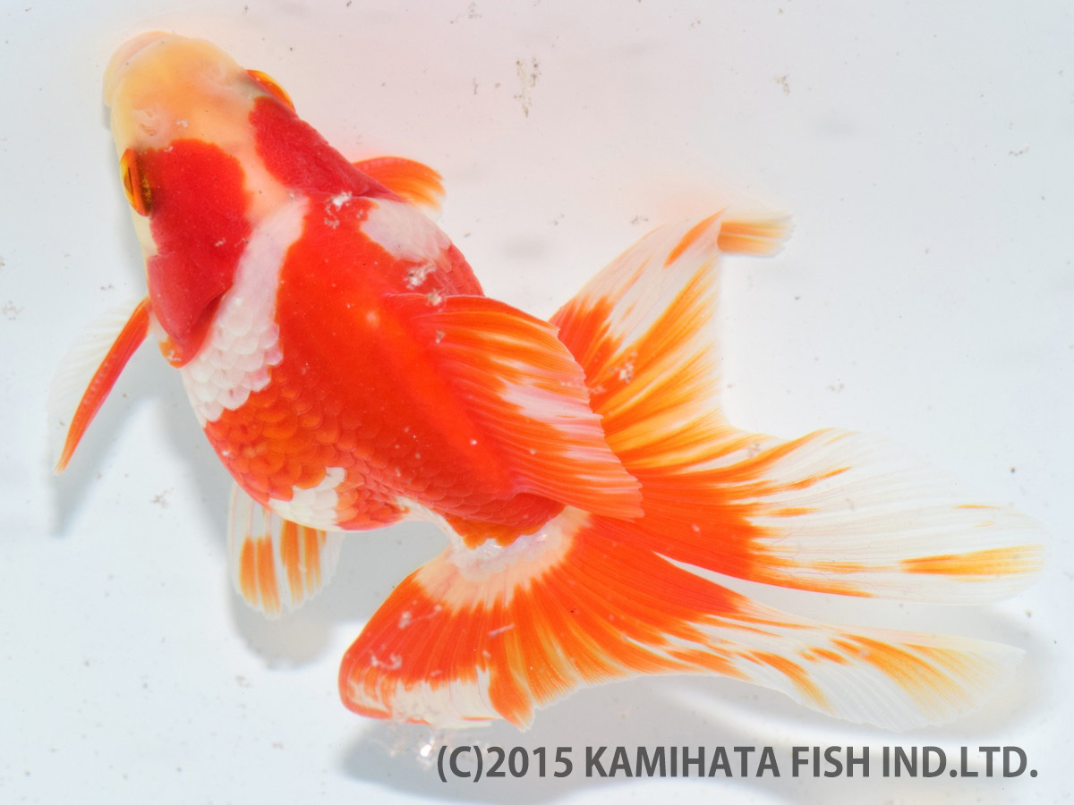Best Goldfish of Japan Tournament