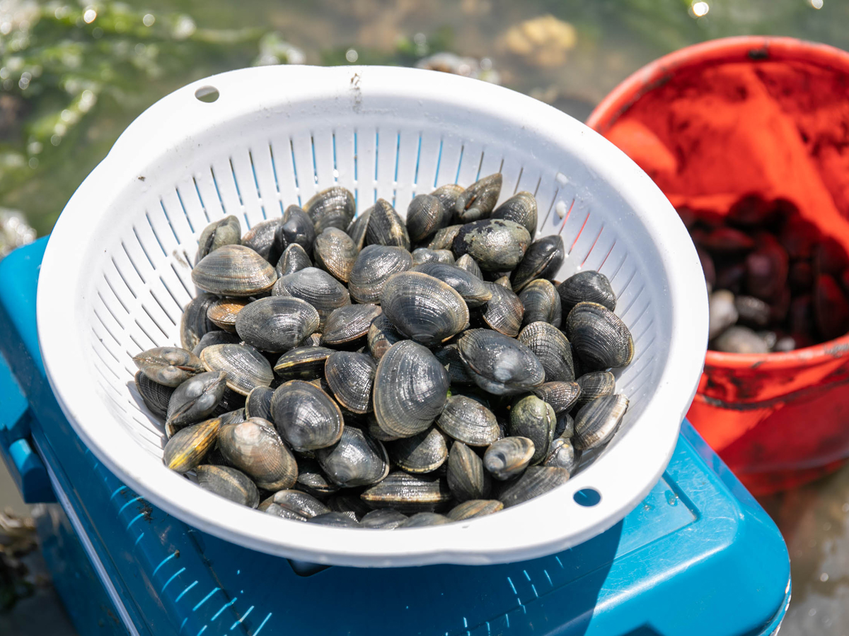 Clamming with the Tokoname Fisheries Cooperative