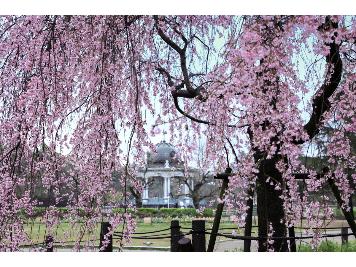 鶴舞公園 櫻花節
