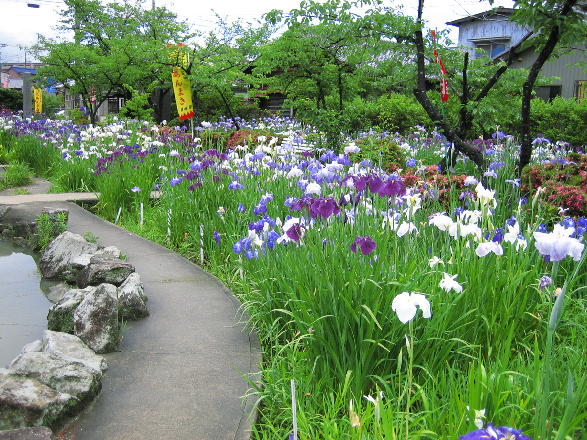 เทศกาลดอกไอริสญี่ปุ่นที่สวนชิริว
