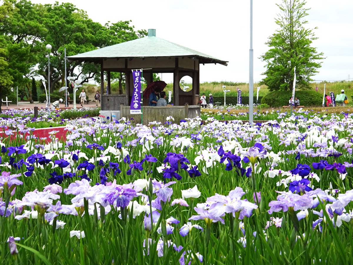 เทศกาลดอกไอริส เมืองเฮคินัน