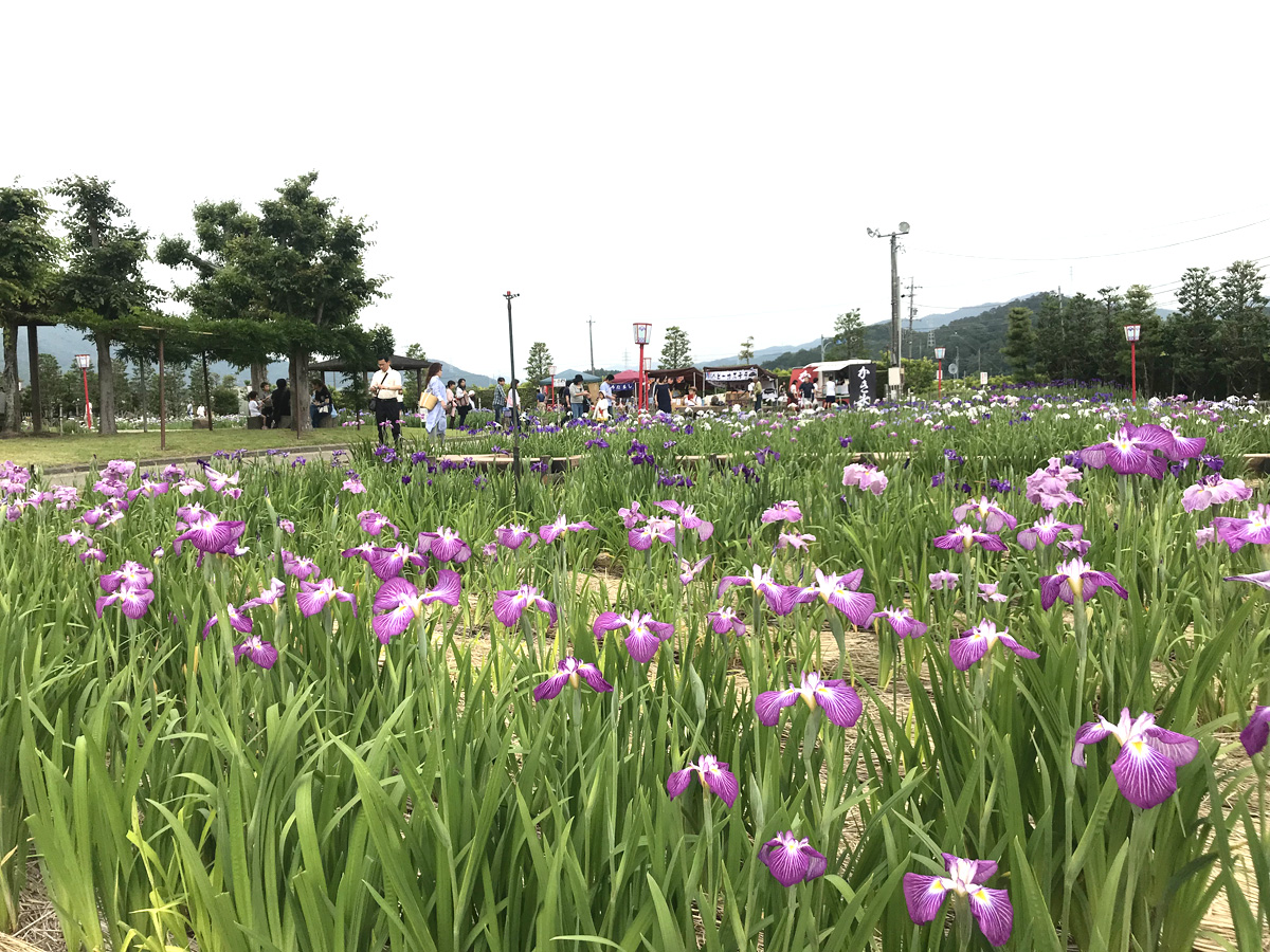 贺茂菖蒲园　花菖蒲节