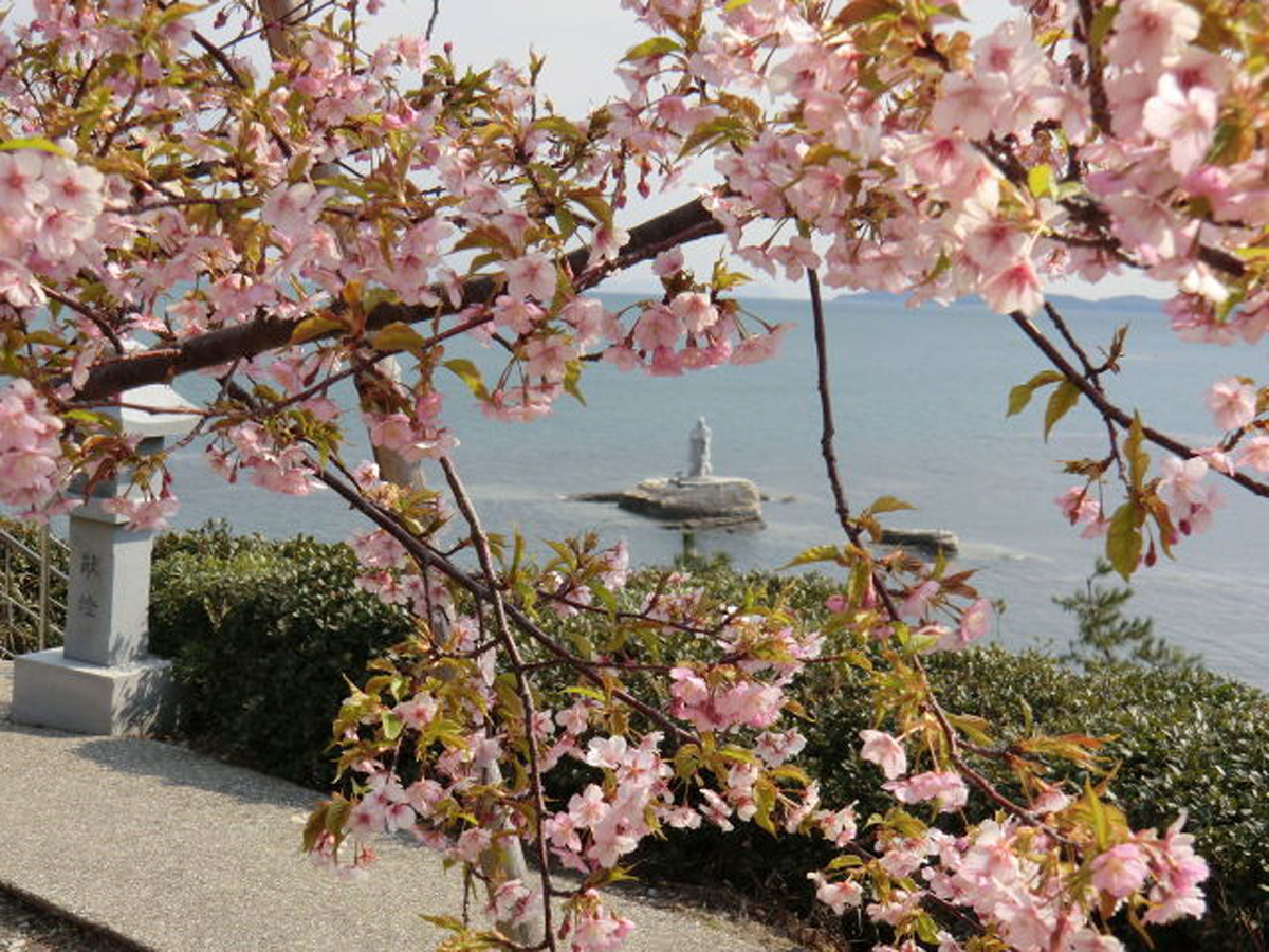 聖崎公園的河津櫻
