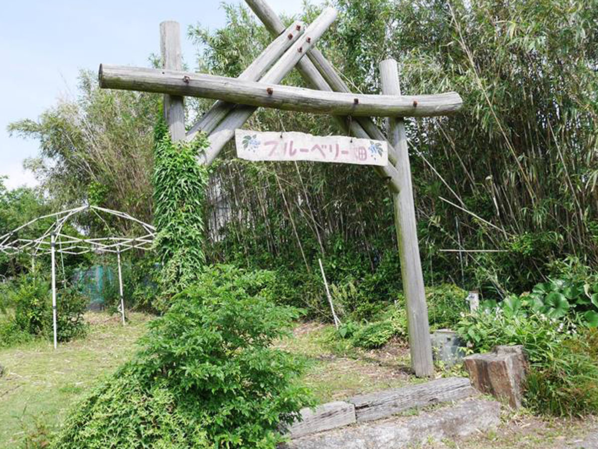 河畔園依田 摘藍莓