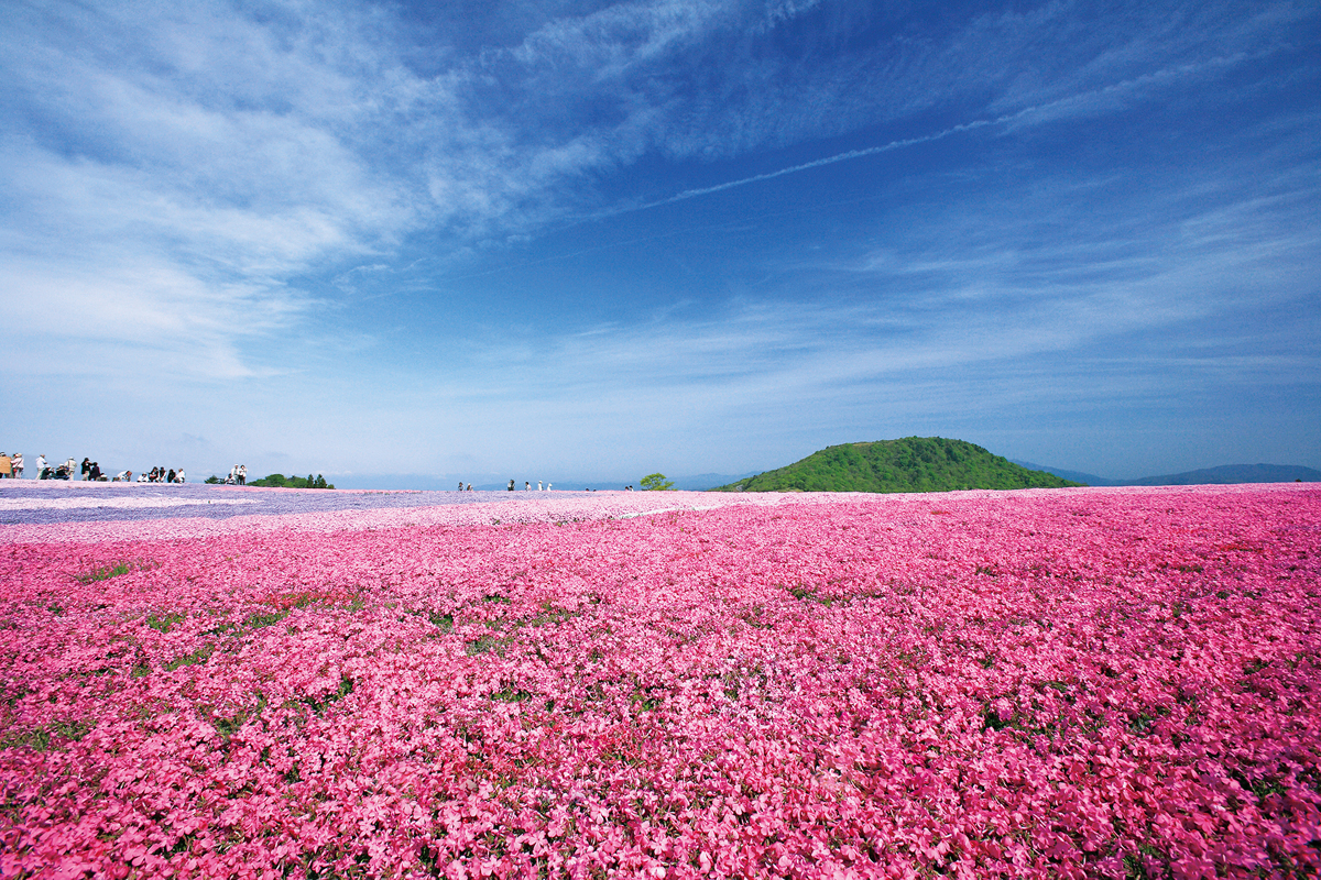 Mt. Chausu Highland Creeping Phlox Festival