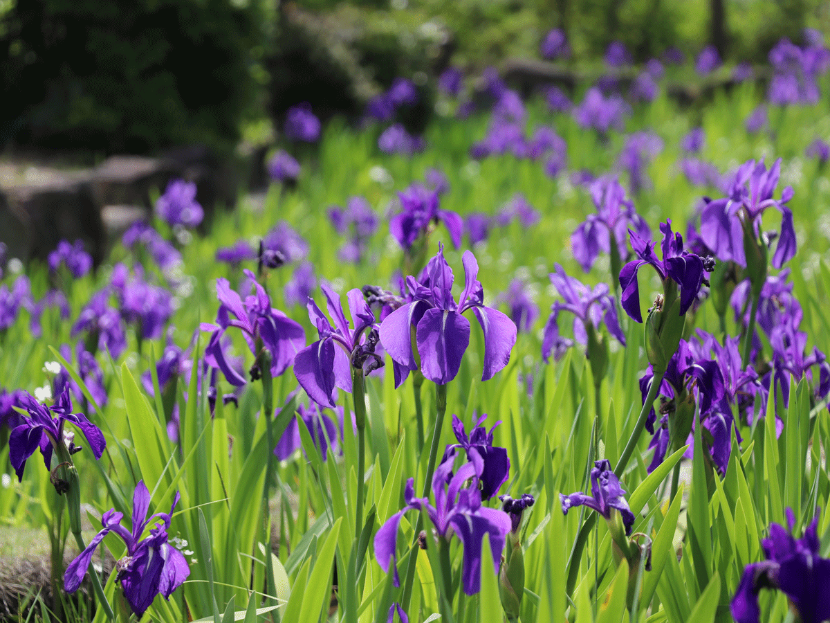 Historic Yatsuhashi Water Iris Festival