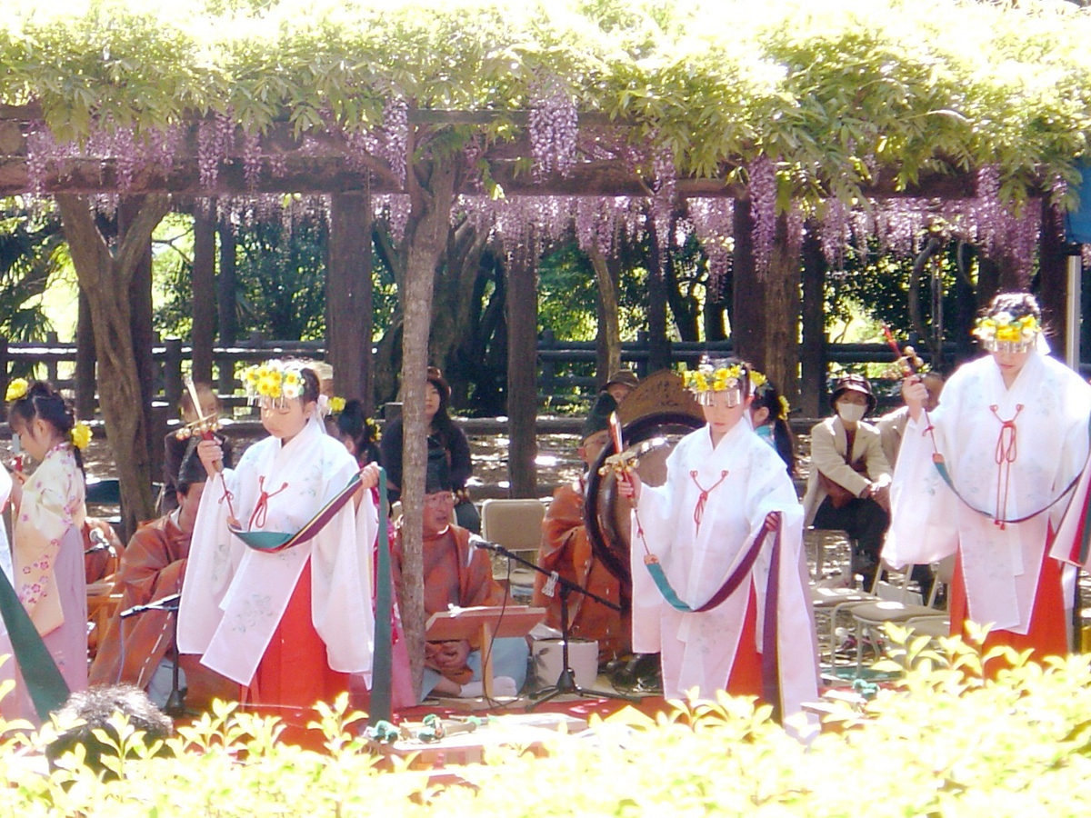 Morizu no Fuji Wisteria Viewing Party