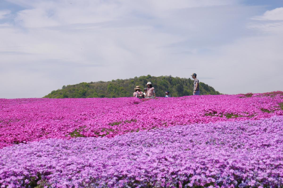 Mt. Chausu Highland Creeping Phlox Festival