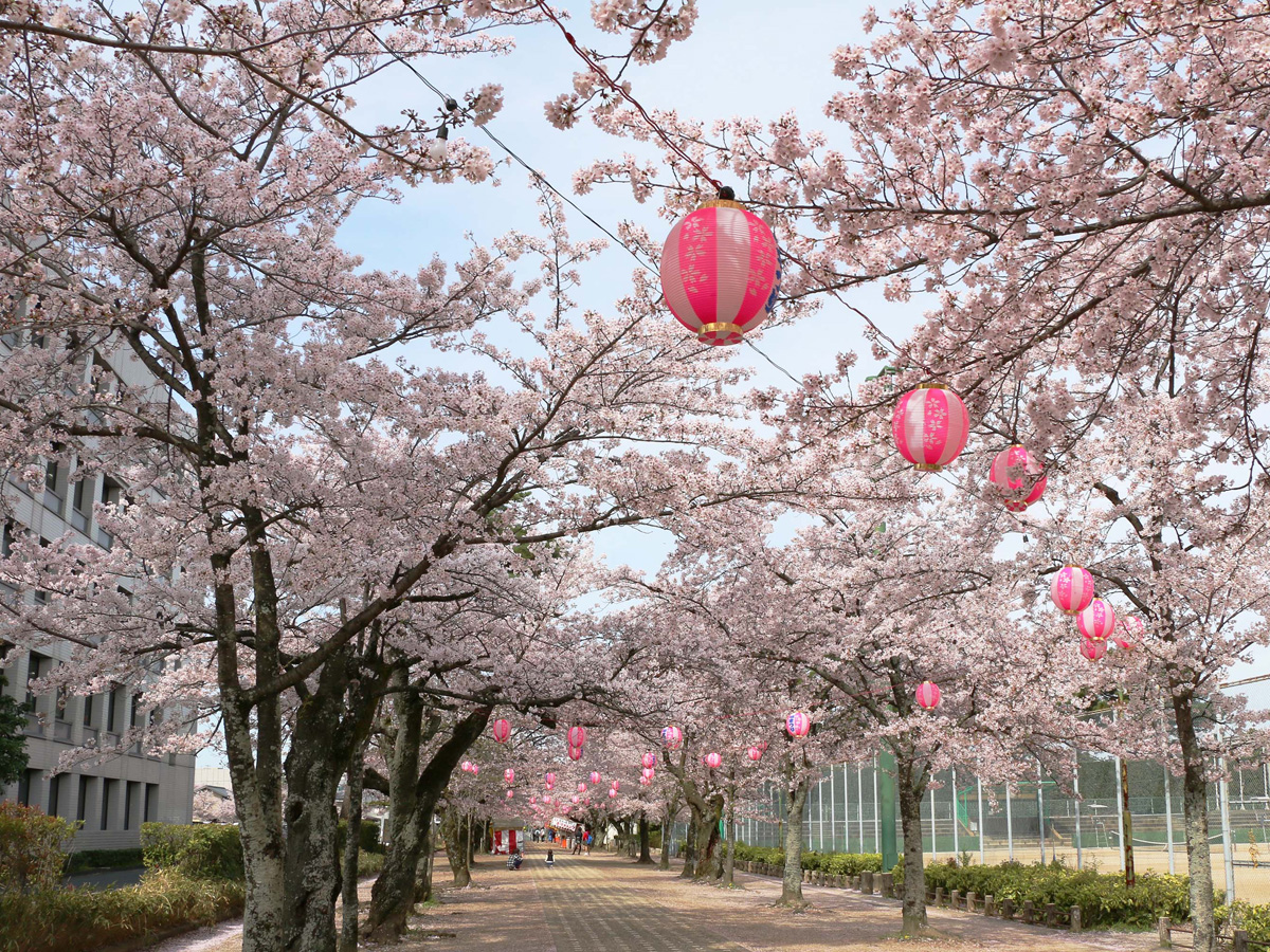 丰川市樱花节