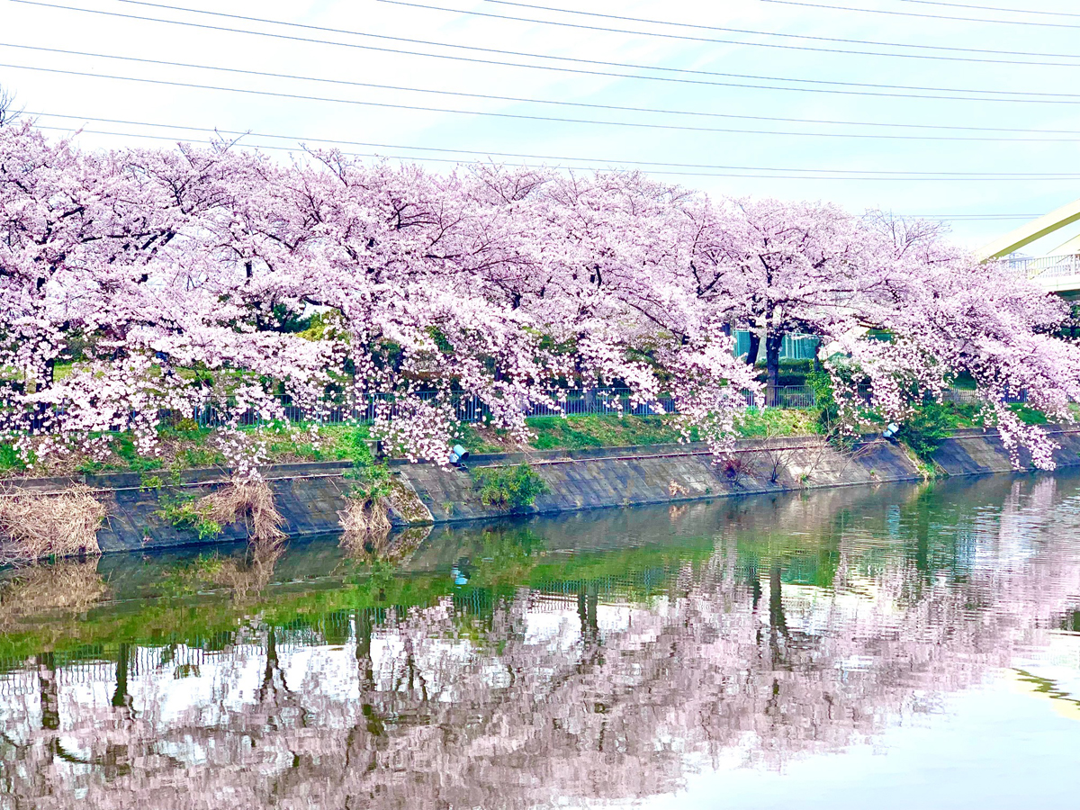Arakogawa Park Cherry Blossom Festival