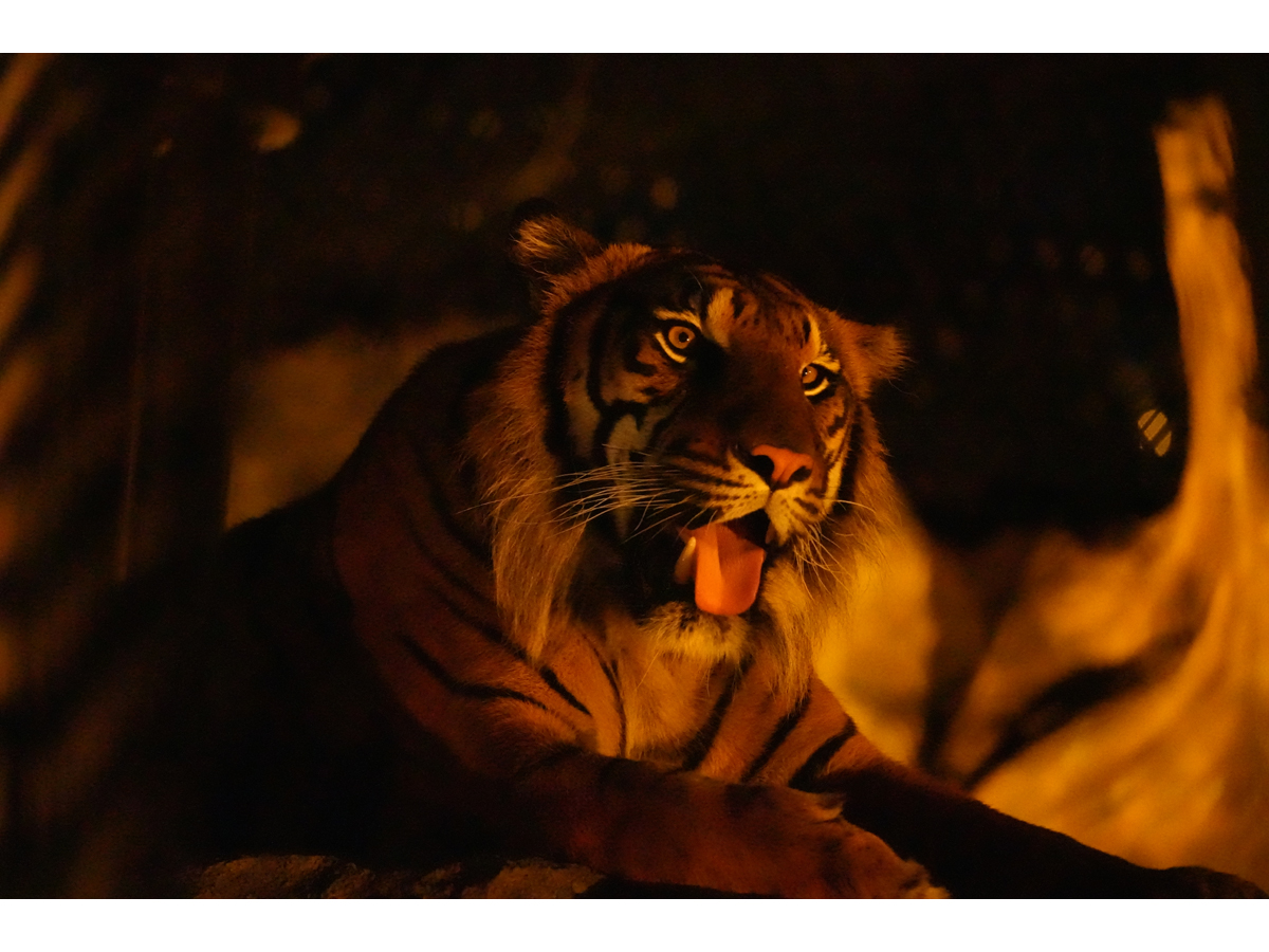 東山動植物園　夜間ZOO＆GARDEN