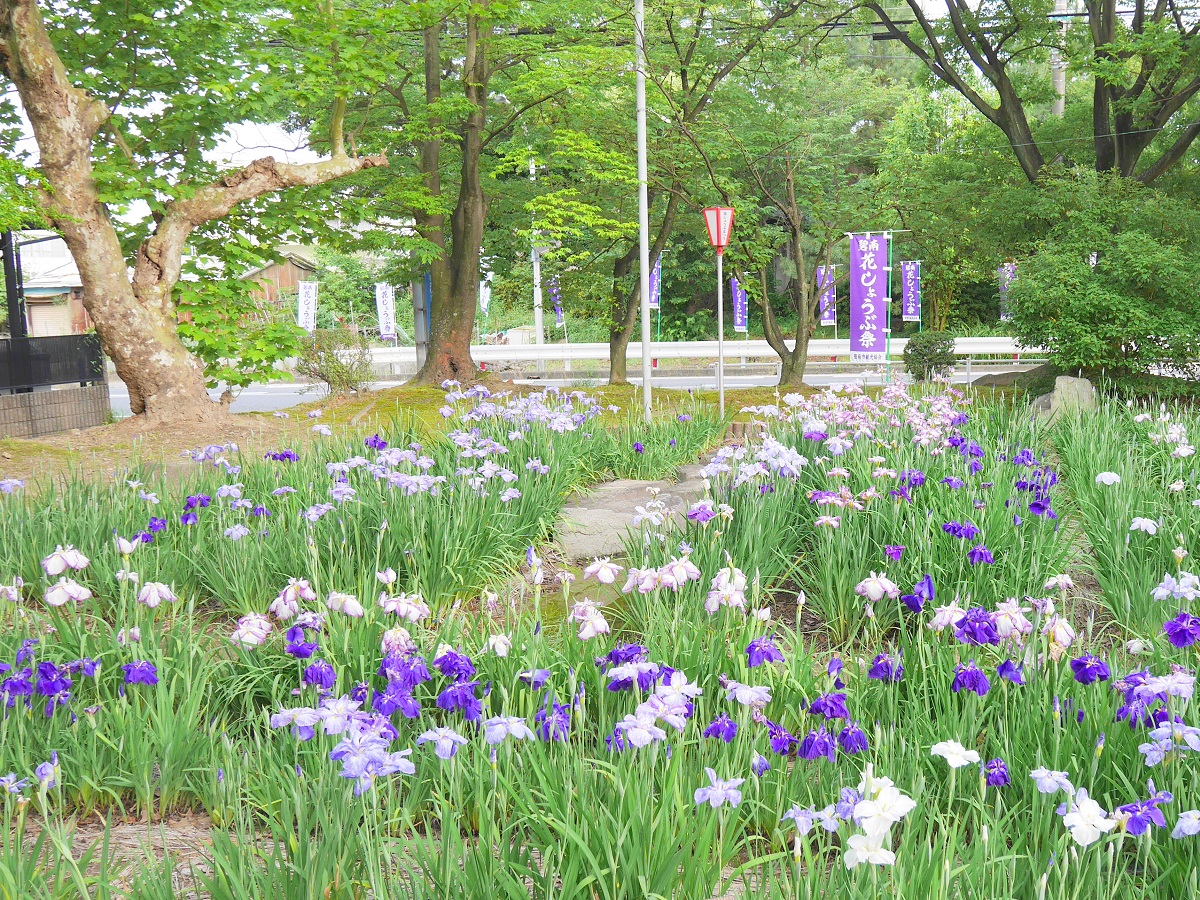 เทศกาลดอกไอริส เมืองเฮคินัน