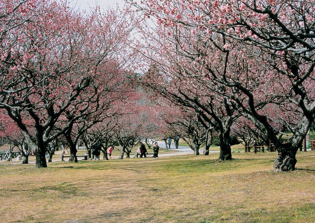 南公园 梅花节