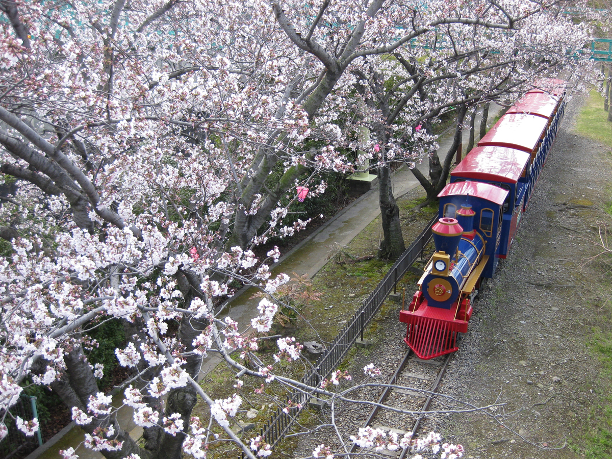 明石公園櫻花節