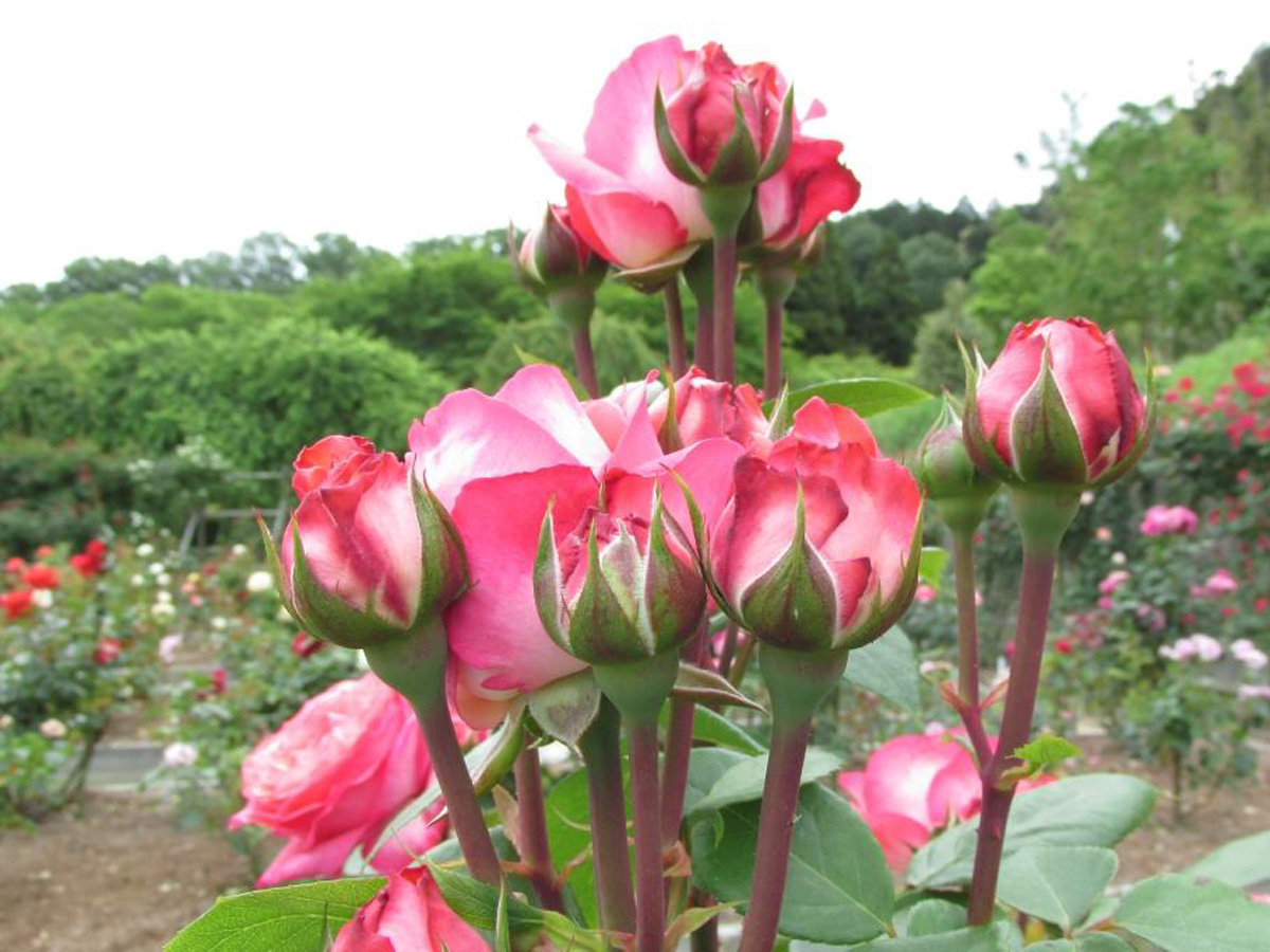 Peak rose season at Okutono Jinya