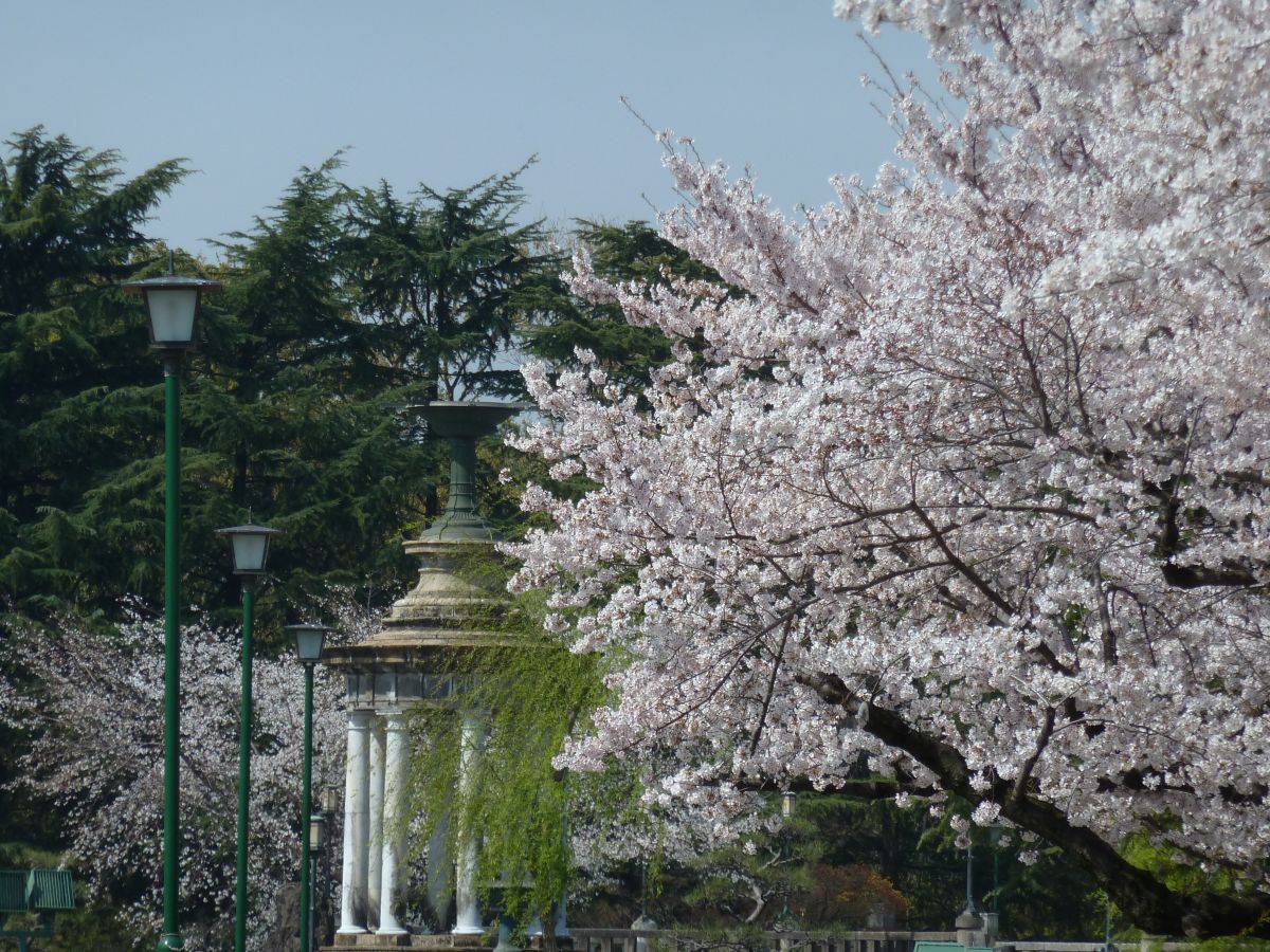 鶴舞公園 櫻花節