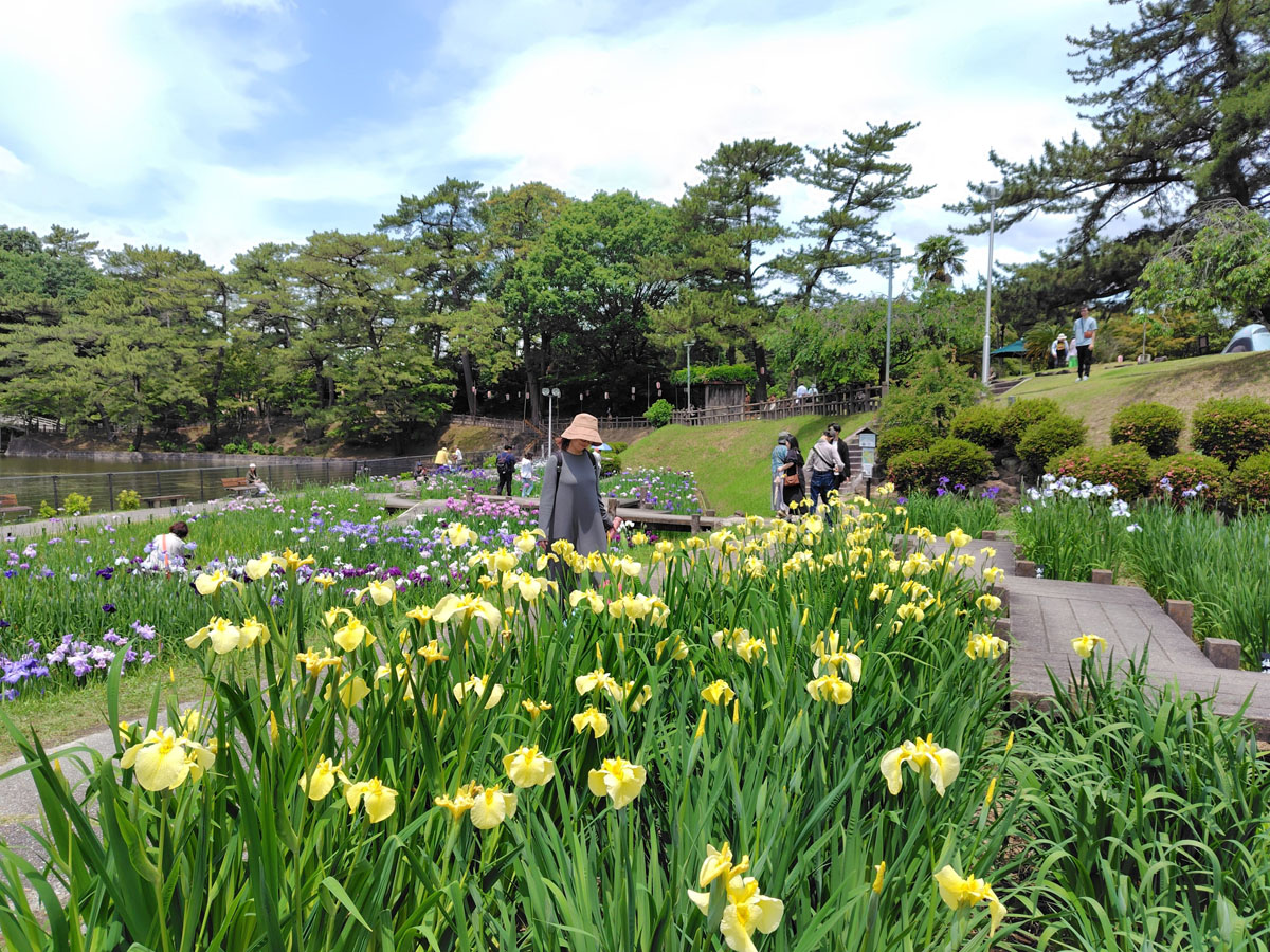 Higashi Park Japanese Iris Festival