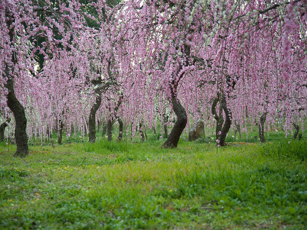 垂枝梅节・农业中心 dela农场