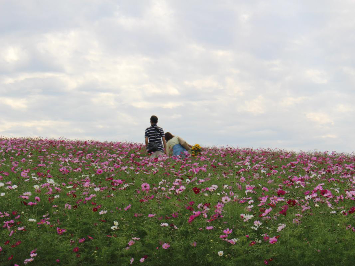 Sunflower and Cosmos Fields