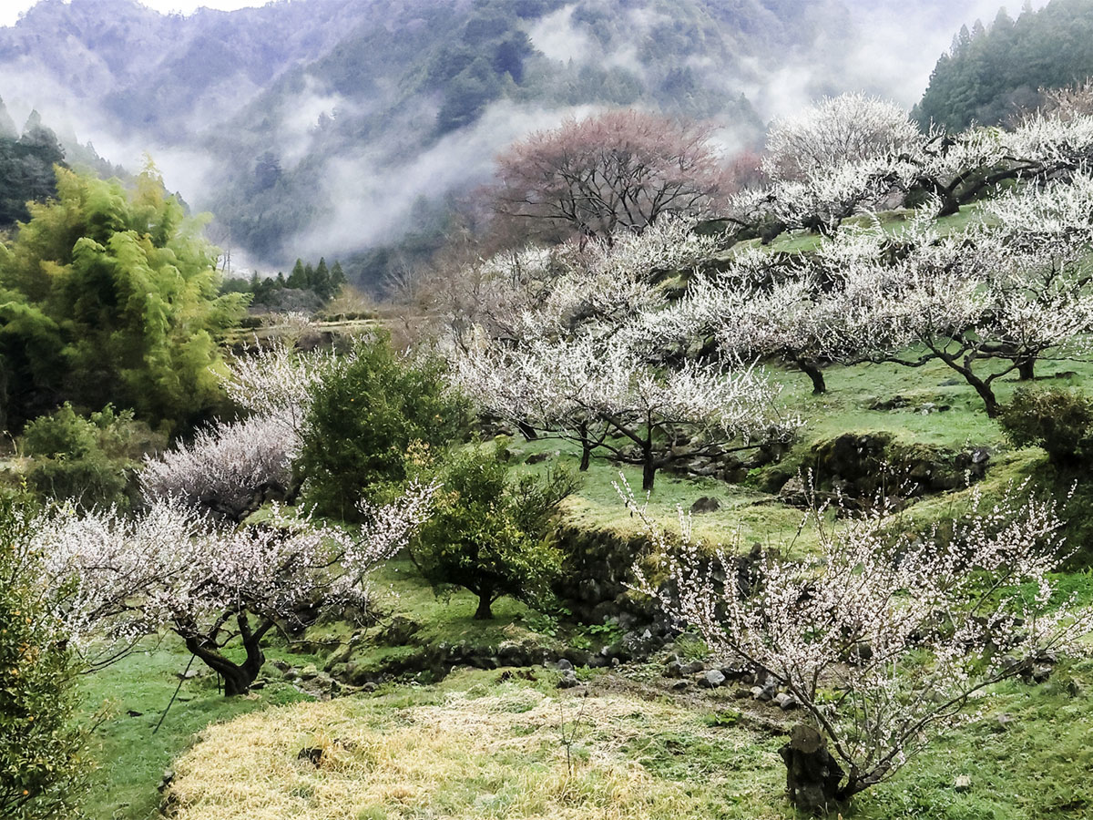 川賣的梅花節