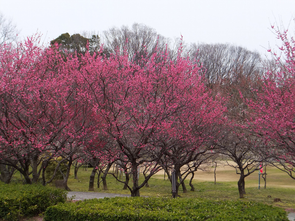 第15届平芝公园梅花节