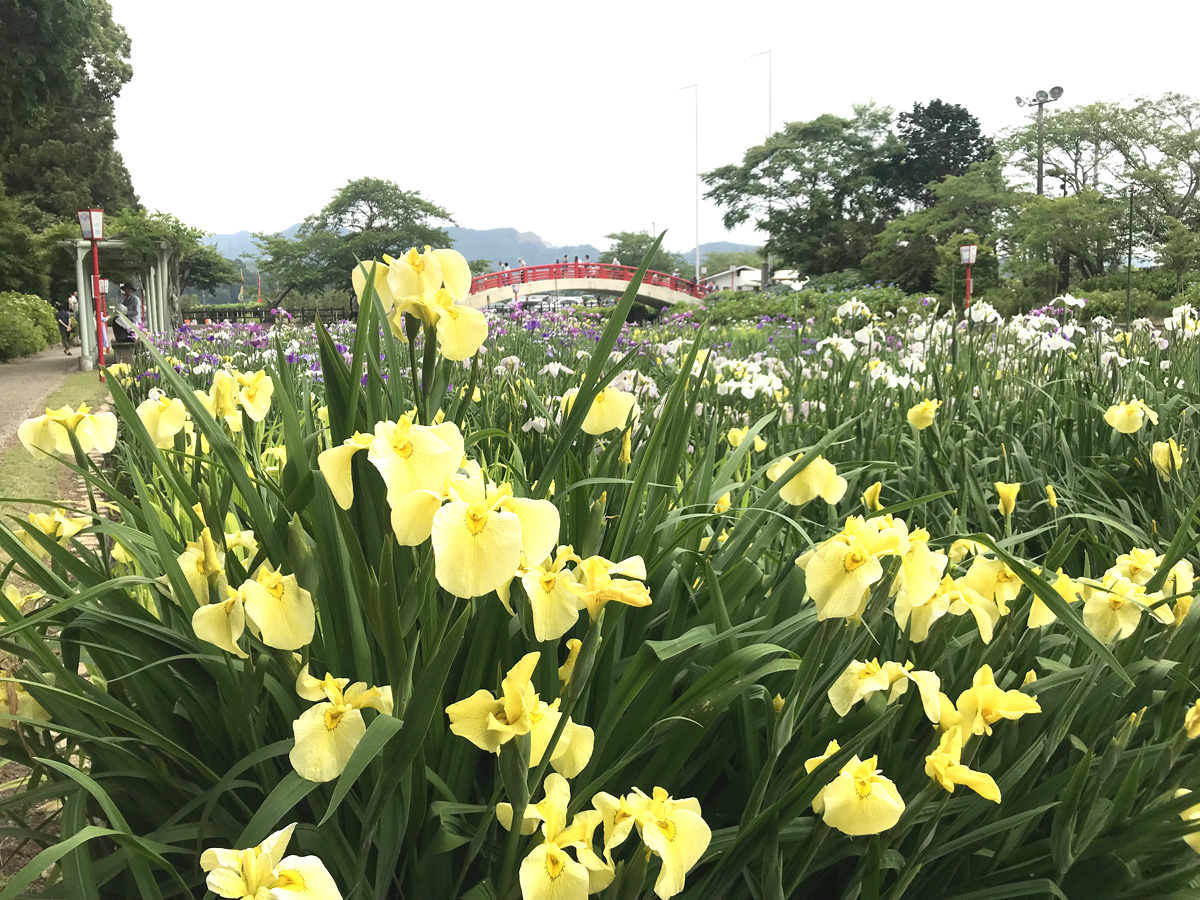 贺茂菖蒲园　花菖蒲节