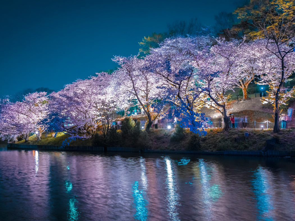 大池公園櫻花節