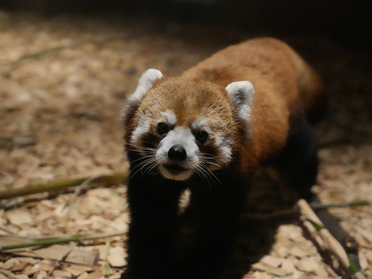 東山動植物園　夜間ZOO＆GARDEN