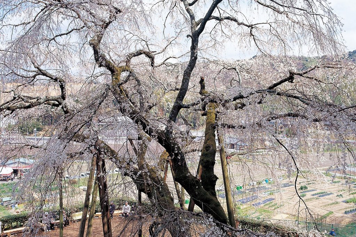 奥山田枝垂櫻