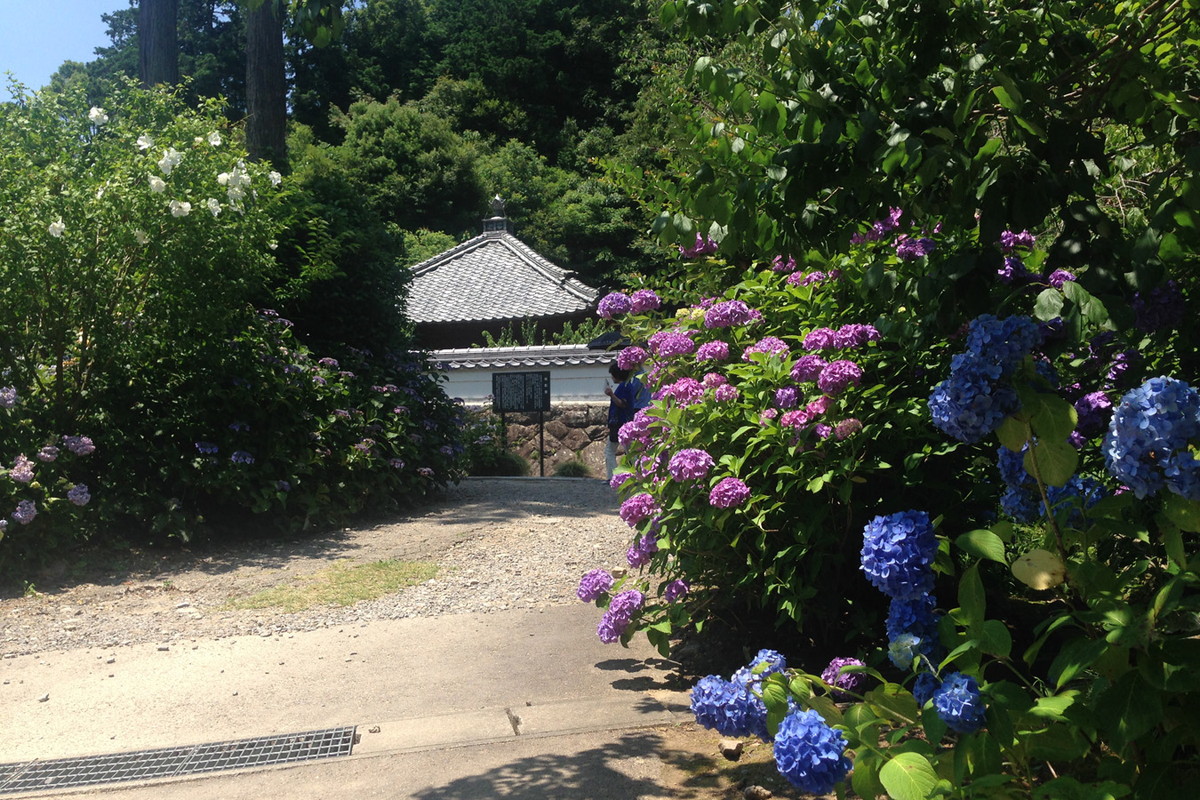 本光寺紫阳花节