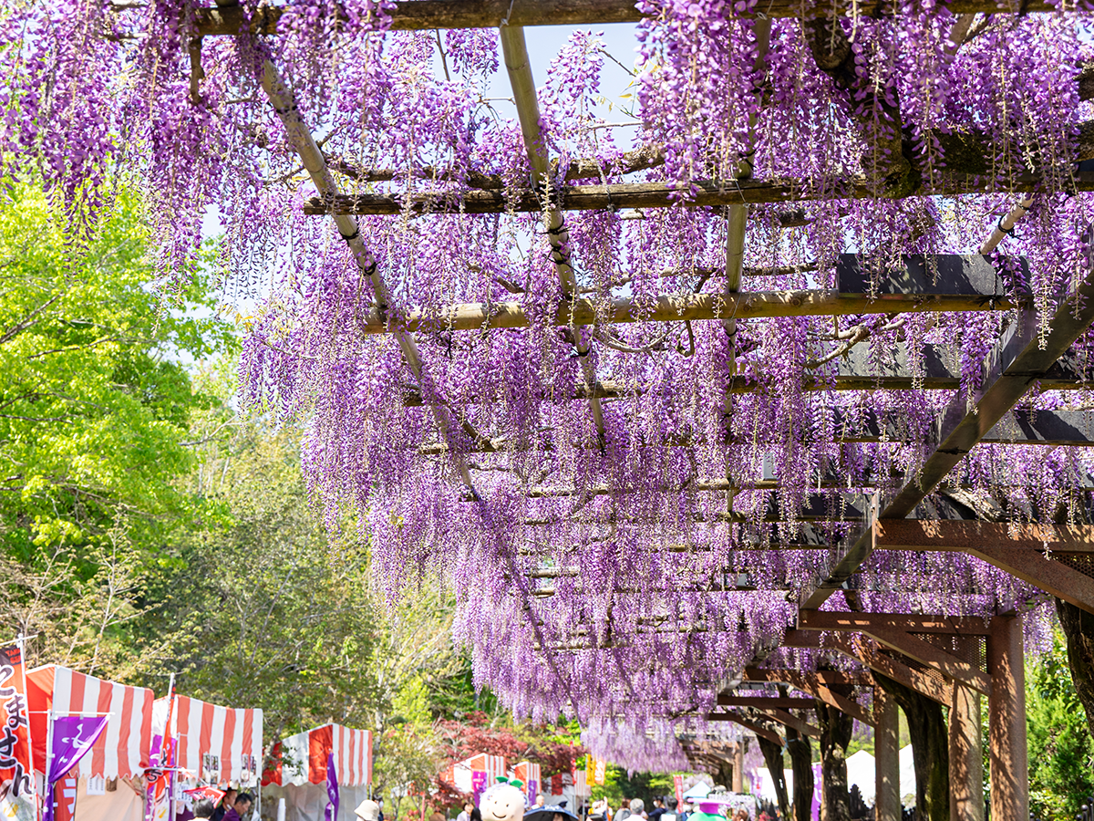 藤花節