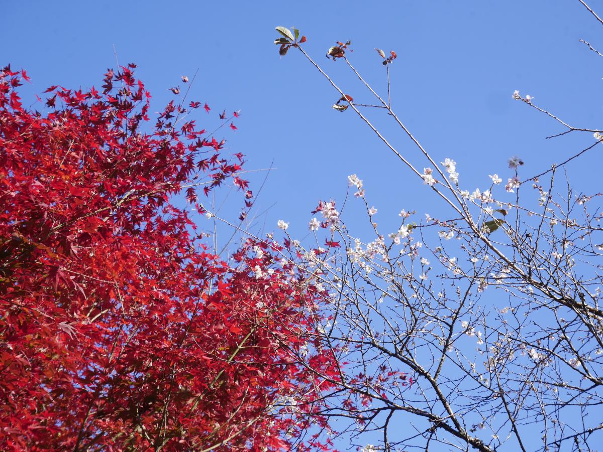 Obara Shikizakura Four-Season Cherry Blossom Festival