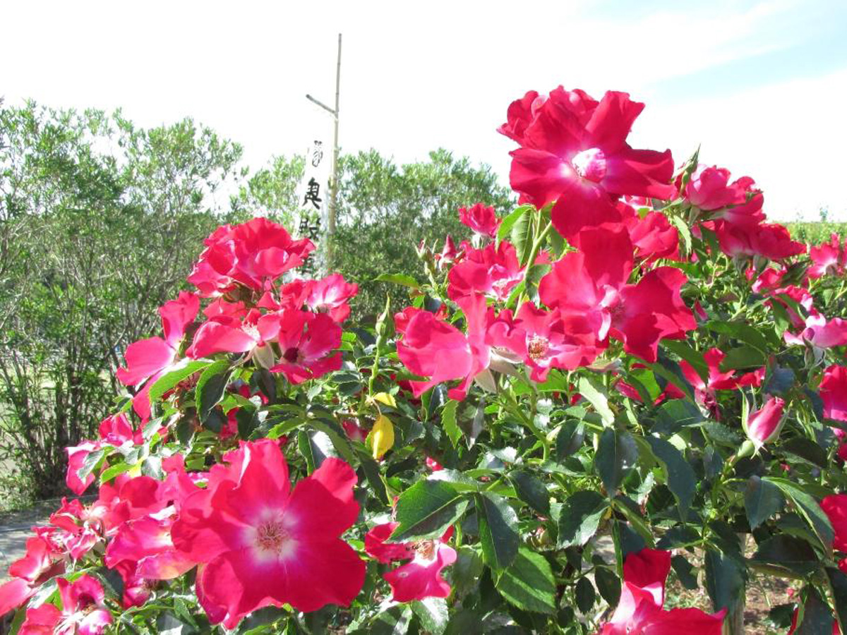 Peak rose season at Okutono Jinya