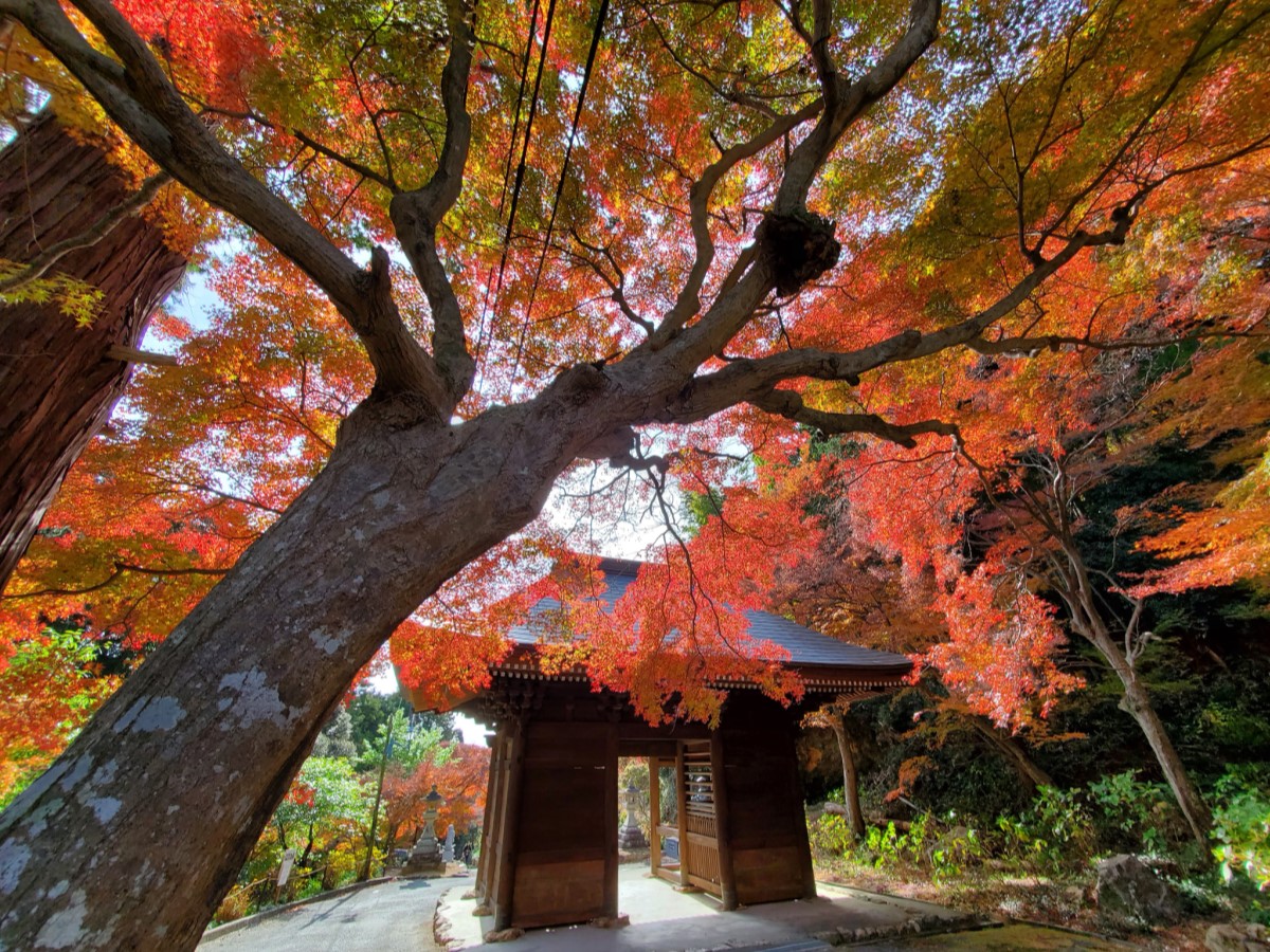 豐橋的紅葉寺 普門寺 紅葉節