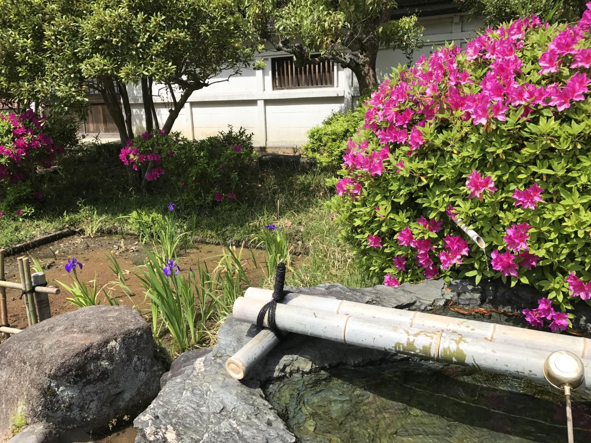 Historic Yatsuhashi Water Iris Festival