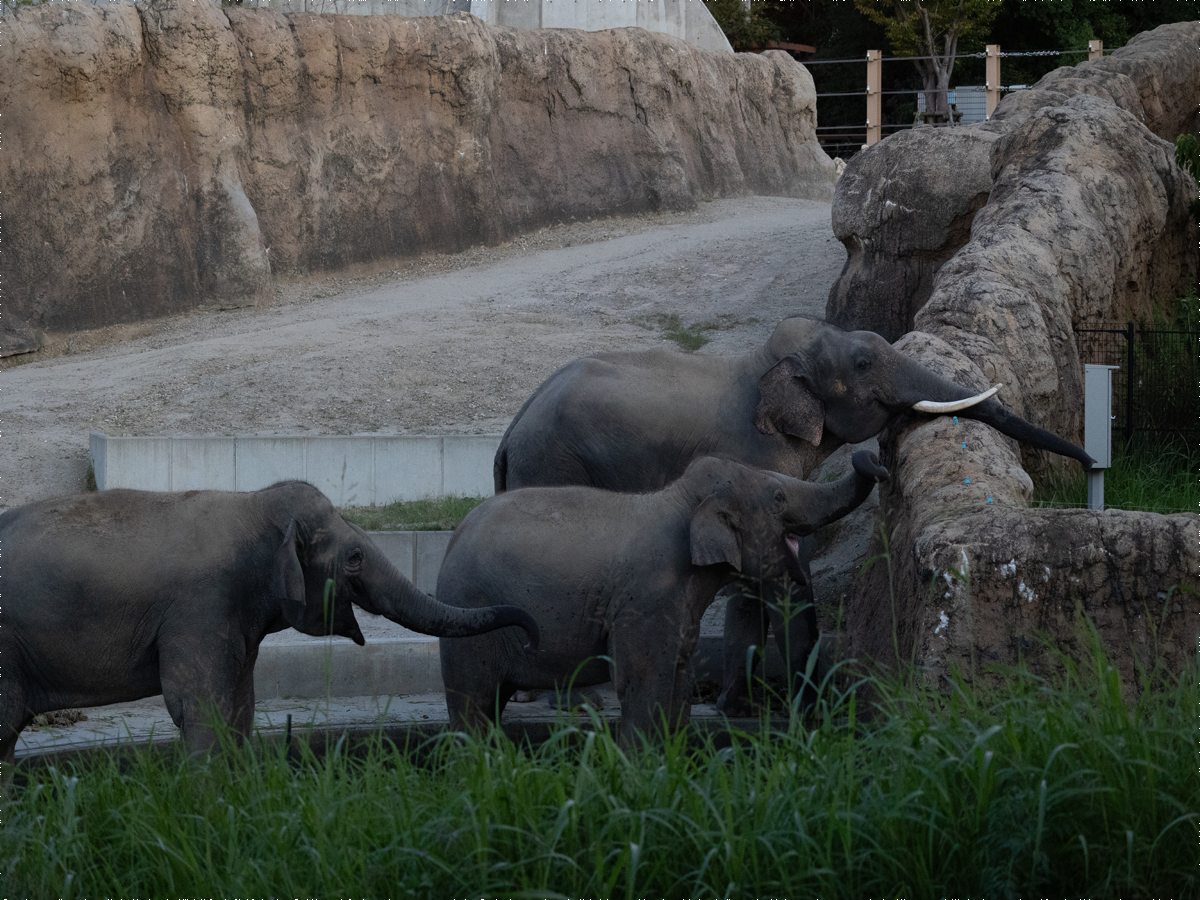 Night Zoo at Non Hoi Park