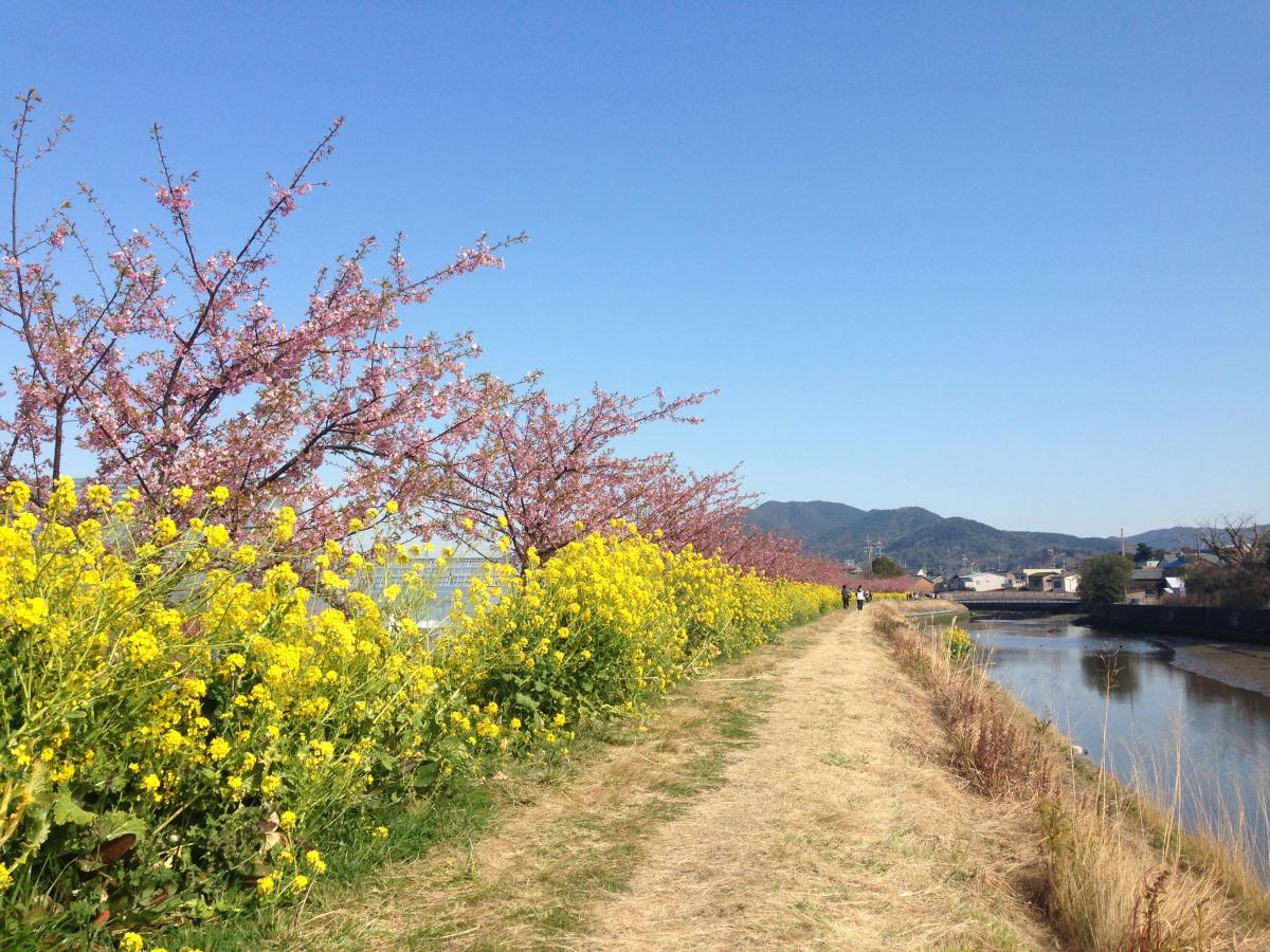 免々田川油菜花和樱花节