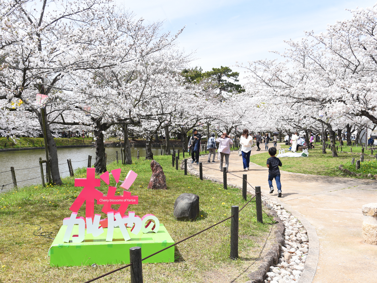 Kariya Cherry Blossom Festival (Kijo Park)