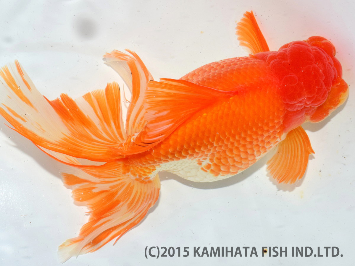 Best Goldfish of Japan Tournament