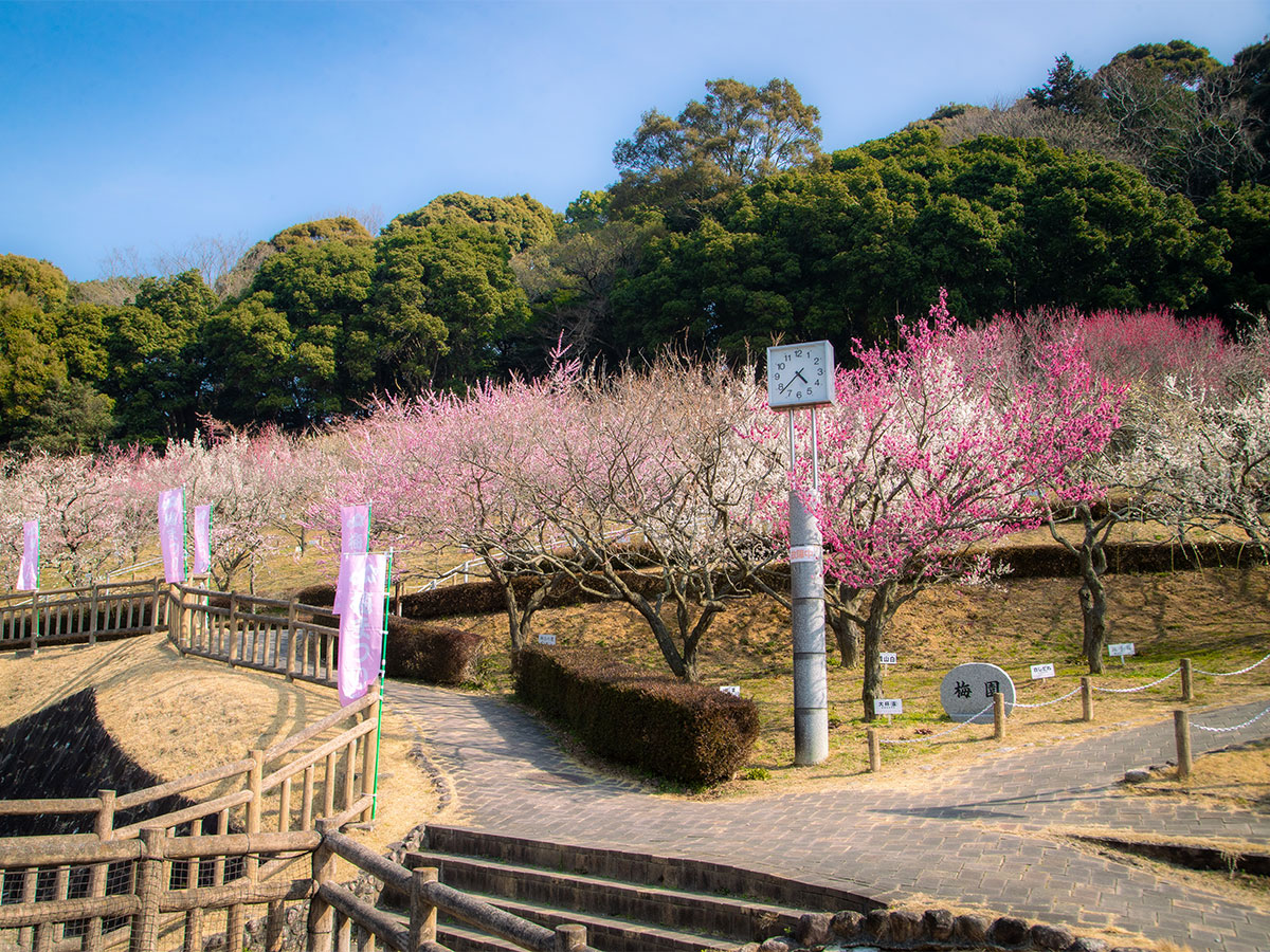 赤塚山公園梅花節