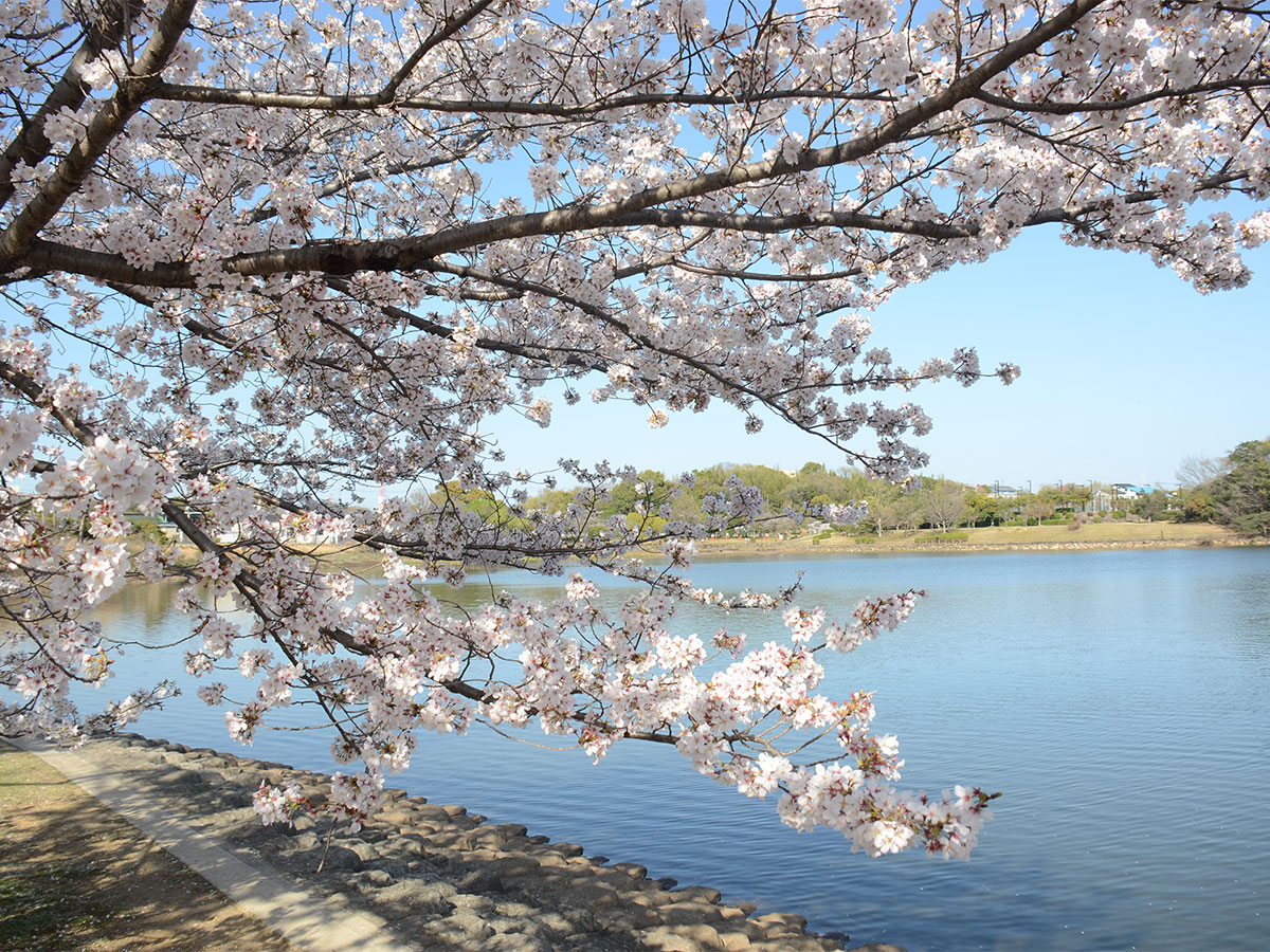 刈谷櫻花節（洲原公園）